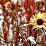 5EB90474-F182-493D-8051-B71F2A35AFC5